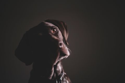 Tiere