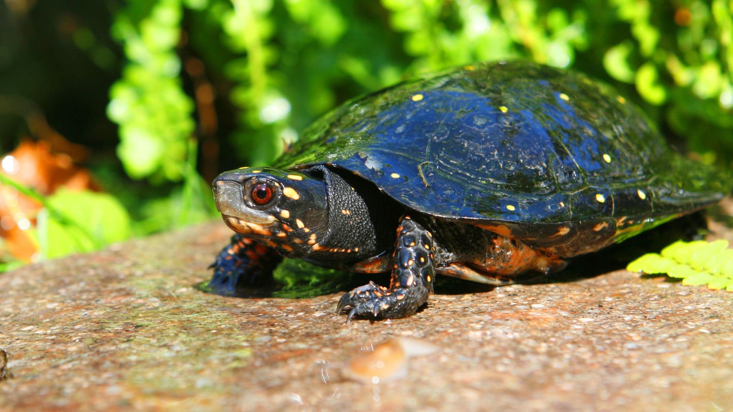 Tropfenschildkröte