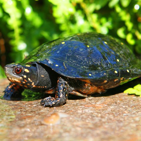 Tropfenschildkröte