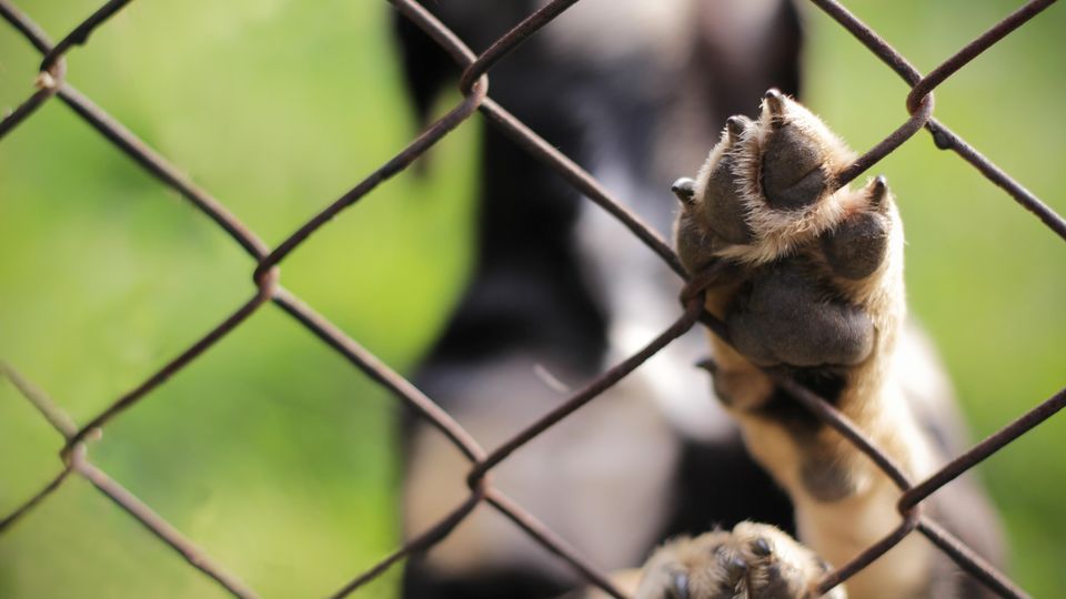 Benji, der traurigste Hund Kaliforniens, hat ein neues Zuhause