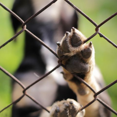 Benji, der traurigste Hund Kaliforniens, hat ein neues Zuhause