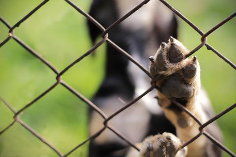 Benji, der traurigste Hund Kaliforniens, hat ein neues Zuhause