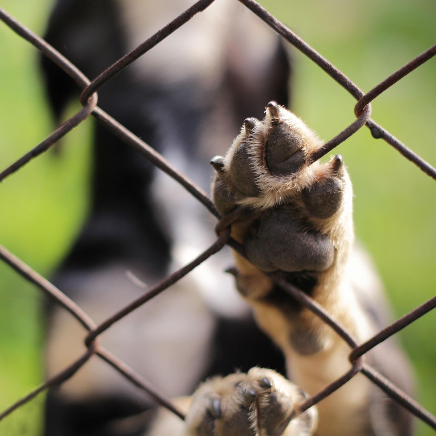 Hunde, die vor und nach dem Abnehmen von der Straße gerettet wurden Hunde, die vor und nach dem Abnehmen von der Straße gerettet wurden