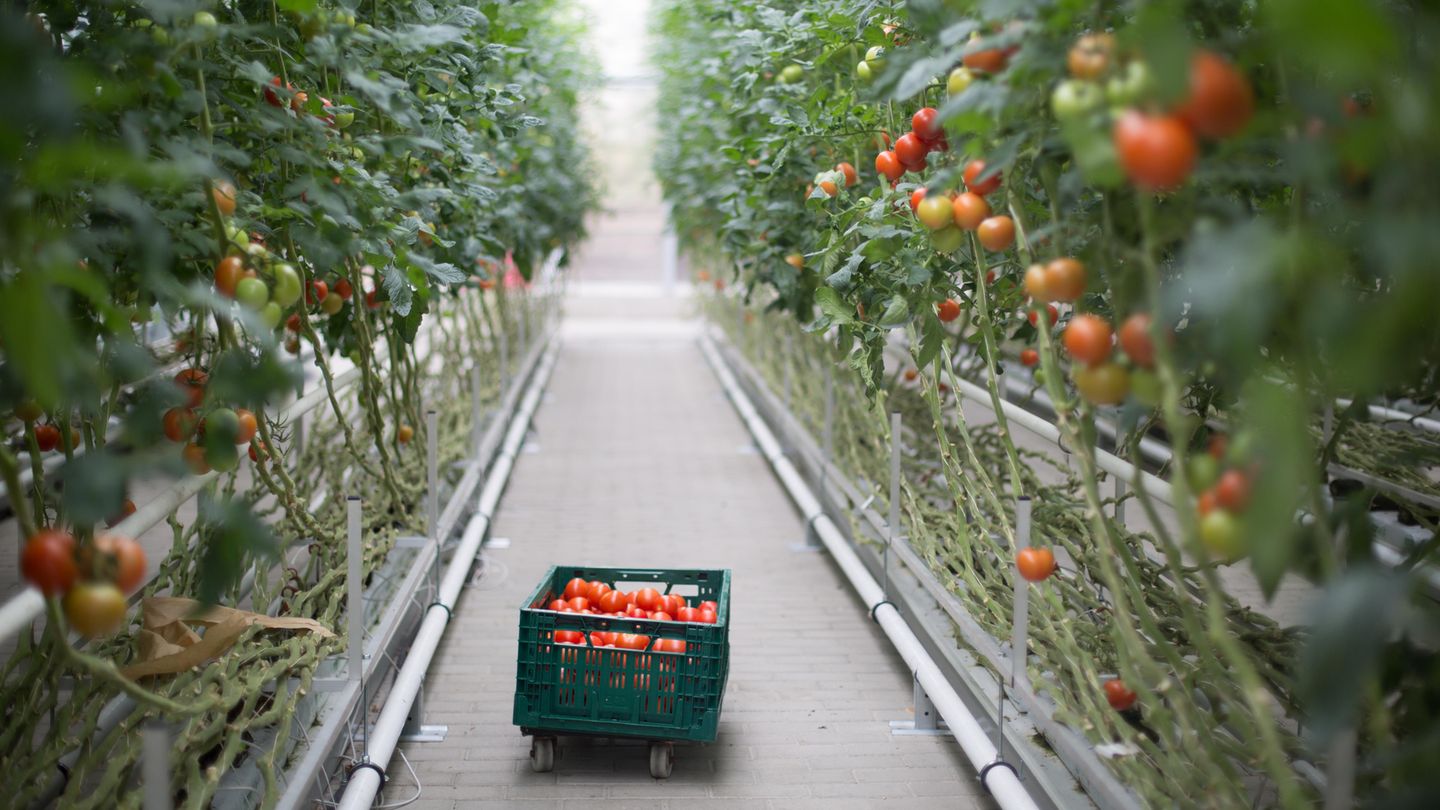 Gewachsen unter Plastikplanen: Kann das noch Bio sein?