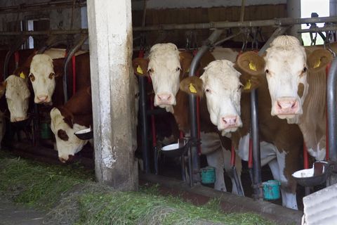 Milchkühe im Stall
