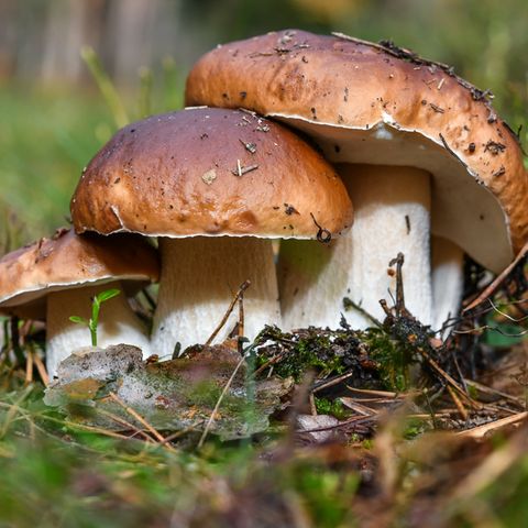 Steinpilze in einem Wald. Sammeln darf man nur für den Eigenbedarf. Wer mehr sammeln will, braucht eine Genehmigung.
