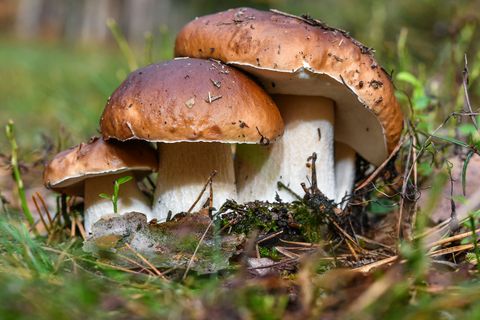 Steinpilze in einem Wald. Sammeln darf man nur für den Eigenbedarf. Wer mehr sammeln will, braucht eine Genehmigung.