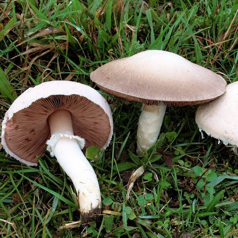 Wiesen-Champignons wachsen im Gras