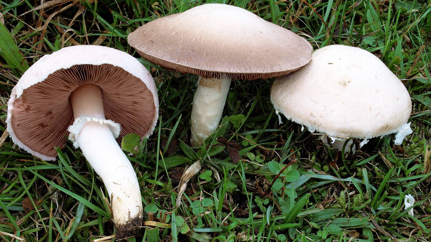 Wiesen-Champignons wachsen im Gras