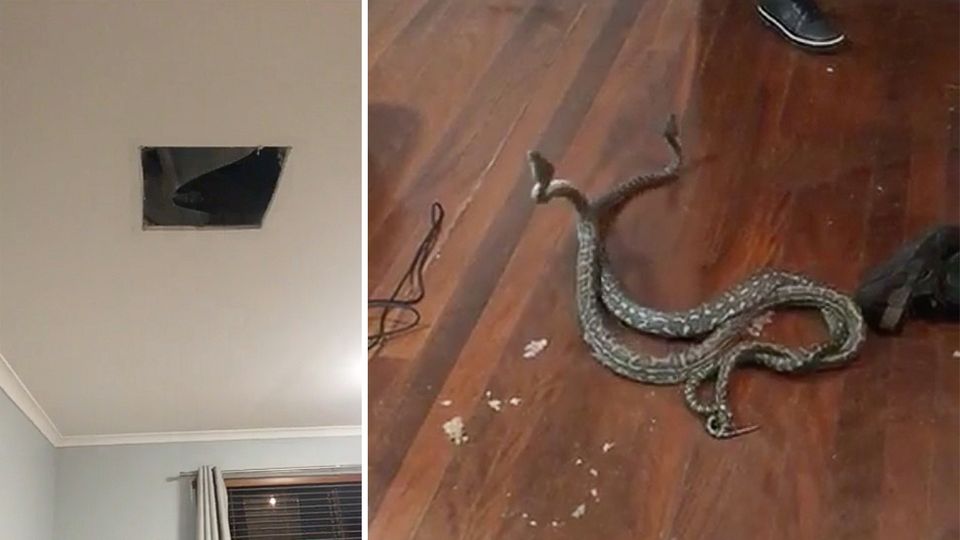 Australien: Kämpfende Schlangen krachen durch Lüftungsschacht in Schlafzimmer Australien: Kämpfende Schlangen krachen durch Lüftungsschacht in Schlafzimmer