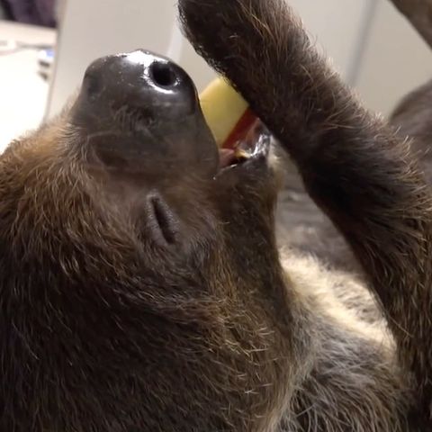 Zoo von Oregon: Ganz entspannt: Dieses mampfende Faultier macht einfach gute Laune