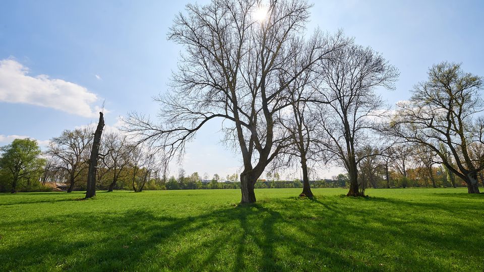 Die Bonner Siegaue