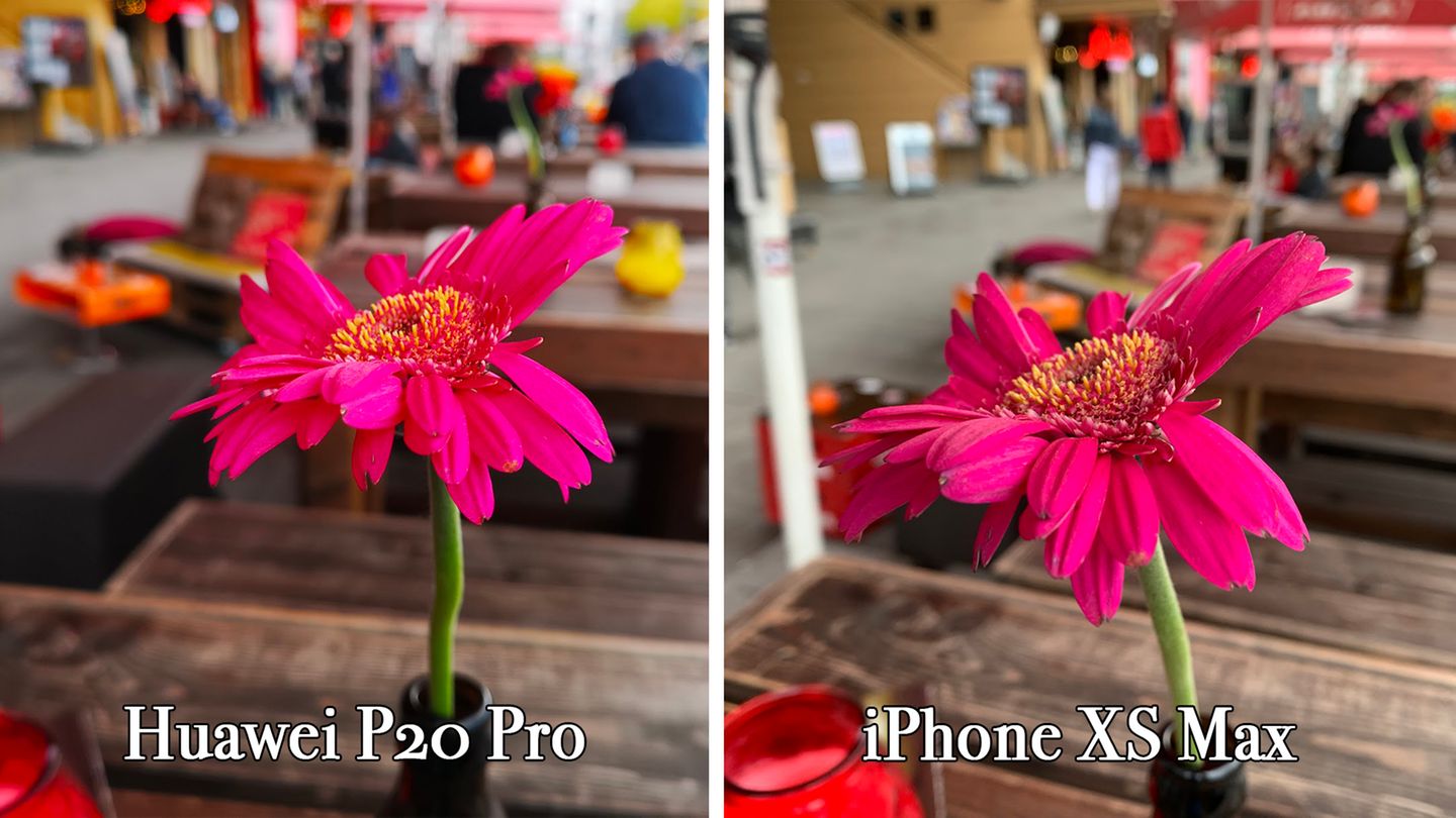 Bei Tageslicht sind die Unterschiede weniger auffällig. Beide Kameras machen ein hervorragendes Foto mit vielen Details und einer ansehnlichen Hintergrundunschärfe (Bokeh). Die Kontraste des Huaweis-Fotos wurden von der KI allerdings ordentlich hochgedreht.