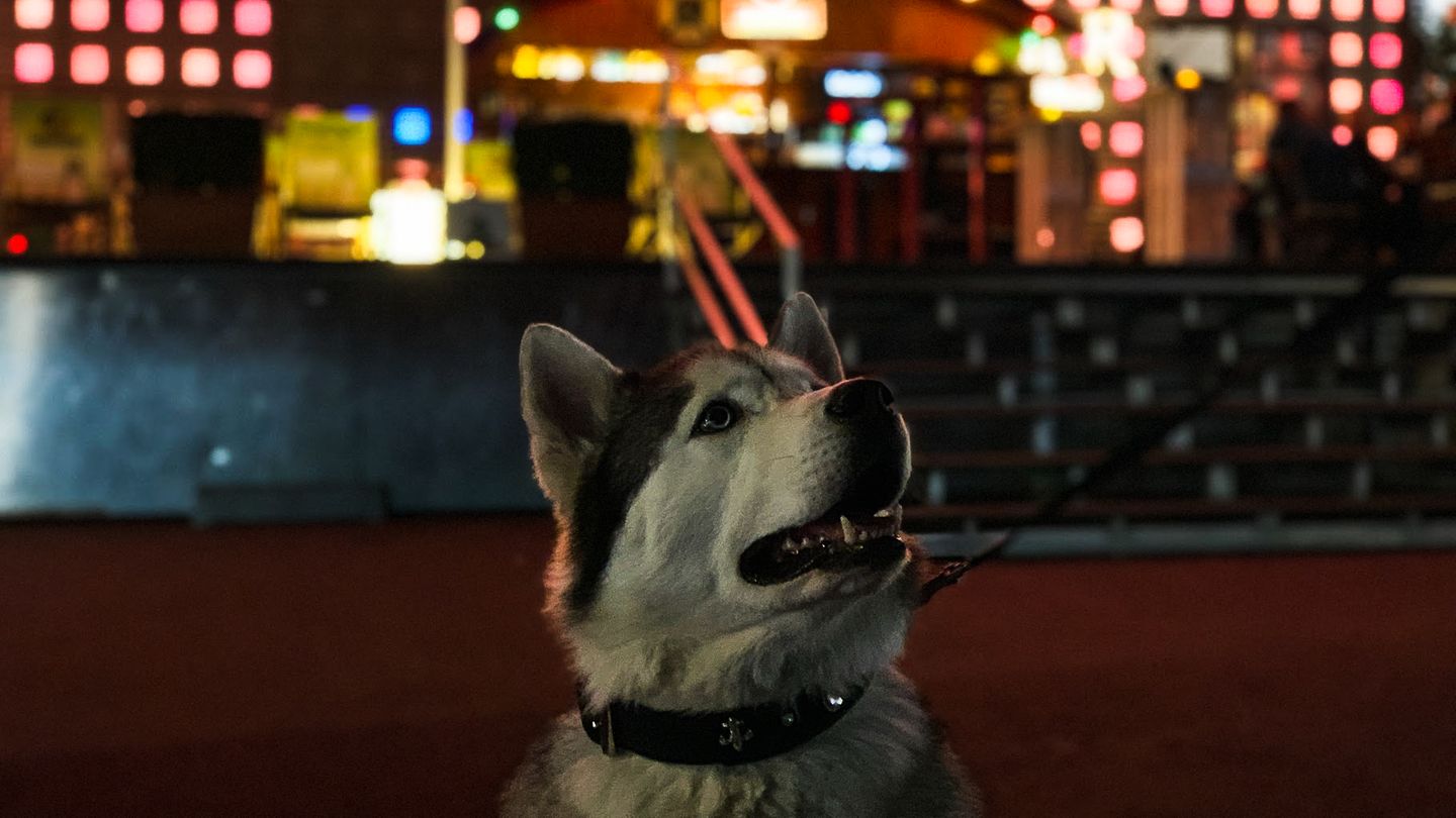 Wer einmal Tiere fotografiert, der weiß: Sie halten nie wirklich still. Zugegeben, um diesen Hund so für die Nachwelt festzuhalten waren sechs Aufnahmen nötig. Mit etwas Geduld gelingen aber solche Schnappschüsse (dieses Foto entstand ohne Stativ, lediglich die Kontraste wurden mit einer App nachbearbeitet).