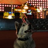 Wer einmal Tiere fotografiert, der weiß: Sie halten nie wirklich still. Zugegeben, um diesen Hund so für die Nachwelt festzuhalten waren sechs Aufnahmen nötig. Mit etwas Geduld gelingen aber solche Schnappschüsse (dieses Foto entstand ohne Stativ, lediglich die Kontraste wurden mit einer App nachbearbeitet).