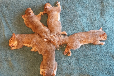 Fünf junge Eichhörnchen mit verklebten Schwänzen