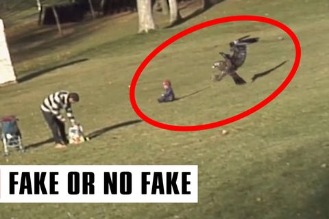 "Fake or No Fake": Steinadler reißt Kleinkind in die Luft? Wie Fehler Fakevideos entlarven