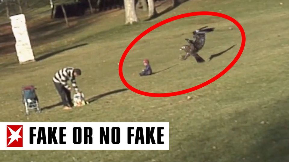 "Fake or No Fake": Steinadler reißt Kleinkind in die Luft? Wie Fehler Fakevideos entlarven "Fake or No Fake": Steinadler reißt Kleinkind in die Luft? Wie Fehler Fakevideos entlarven