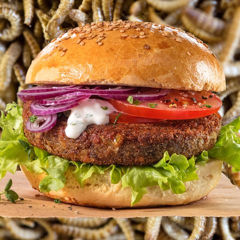 In einem Insektenburger stecken etwa 1000 Buffalowürmer, die Larven des Schwarzen Getreideschimmelkäfers