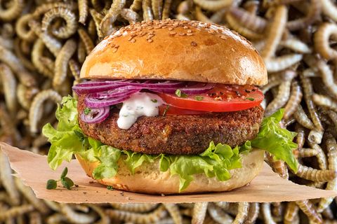 In einem Insektenburger stecken etwa 1000 Buffalowürmer, die Larven des Schwarzen Getreideschimmelkäfers