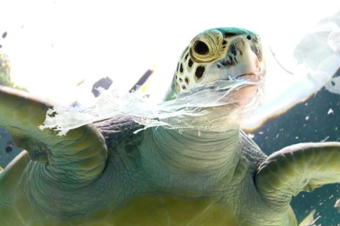 Neue Studie: So gefährlich ist Plastik für Meeresschildkröten