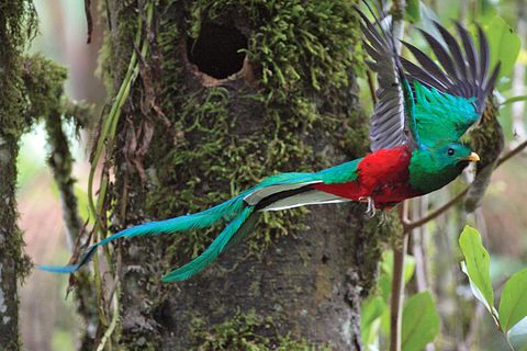 Lebt in den Nebelwaldgebieten Costa Ricas: ein Exemplar des Quetzal mit seinen langen Schwanzfedern.