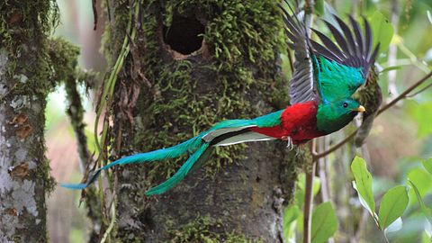 Lebt in den Nebelwaldgebieten Costa Ricas: ein Exemplar des Quetzal mit seinen langen Schwanzfedern.