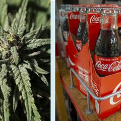 Coca-Cola wird bald Dope: Getränke-Hersteller plant Cannabis-Drinks