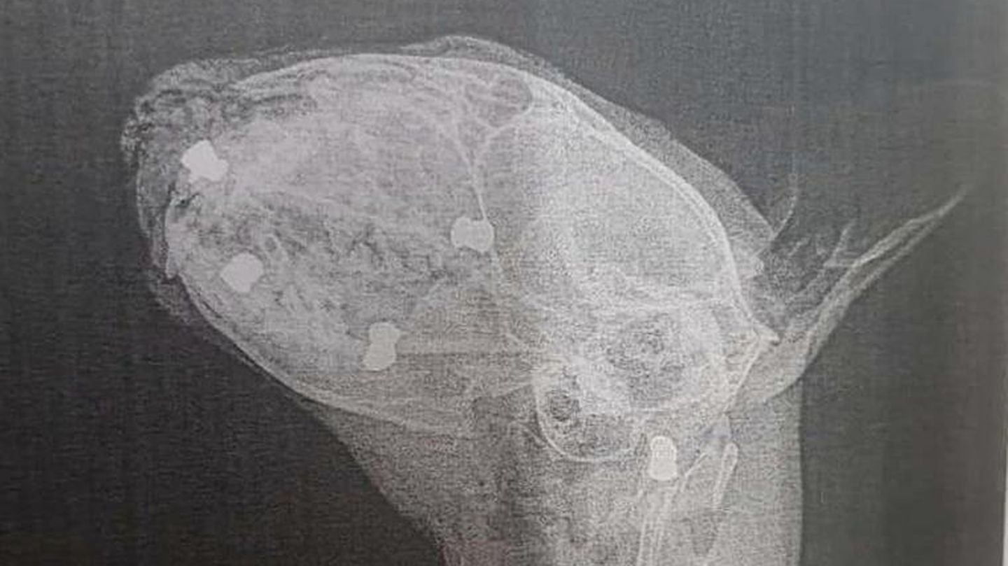 Tierquäler gesucht: Kater mit 24 Projektilen im Kopf gefunden