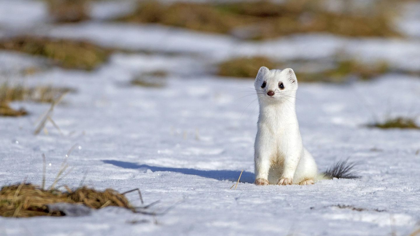 Ein Hermelin im Schnee