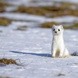 Ein Hermelin im Schnee