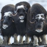Moschusochsen im Dovrefjell-Gebirge