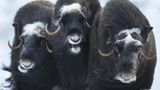 Moschusochsen im Dovrefjell-Gebirge