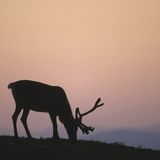 Rentierbulle im Sonnenuntergang