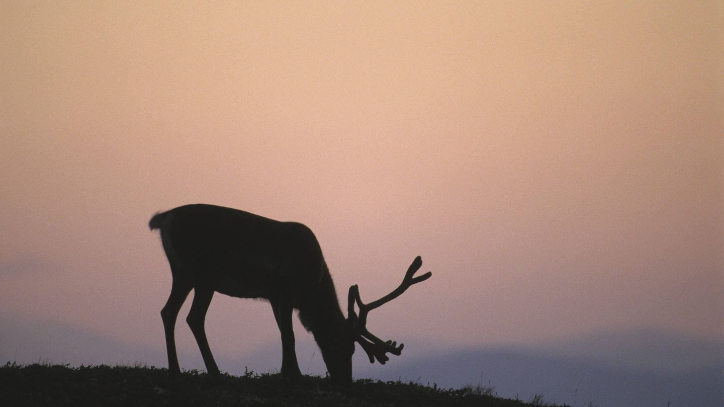 Rentierbulle im Sonnenuntergang