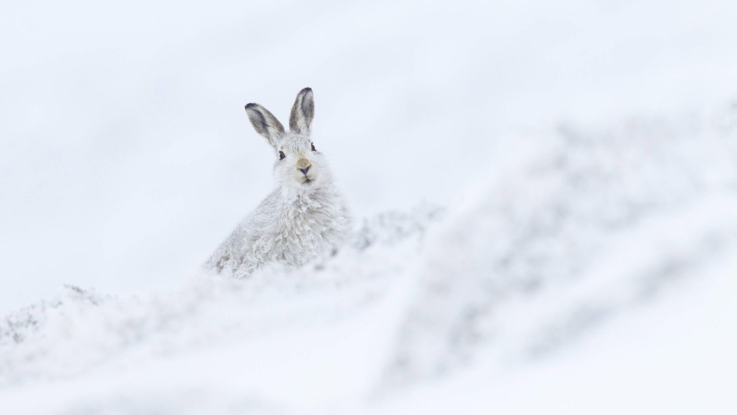 Ein Schneehase im Tiefschnee