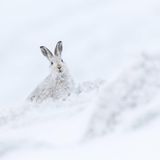 Ein Schneehase im Tiefschnee