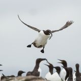 Trottellummen sind keine guten Flieger