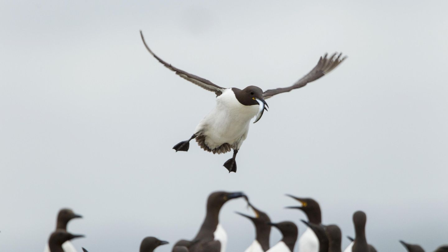 Trottellummen sind keine guten Flieger