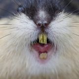 Ein Berglemming zeigt seine Zähne