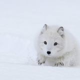 Polarfuchs im Schnee