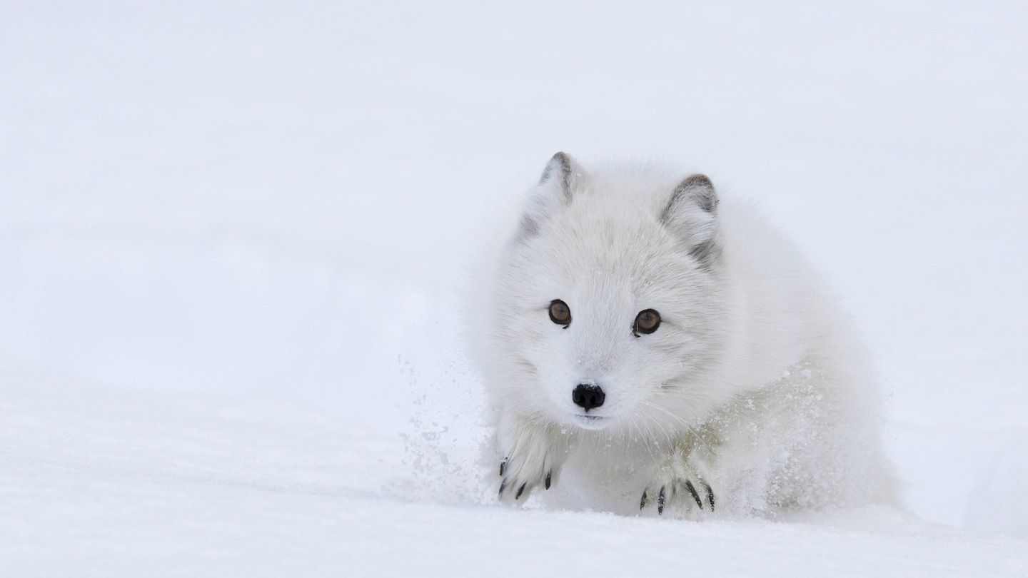 Polarfuchs im Schnee