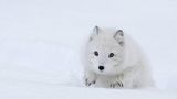 Polarfuchs im Schnee