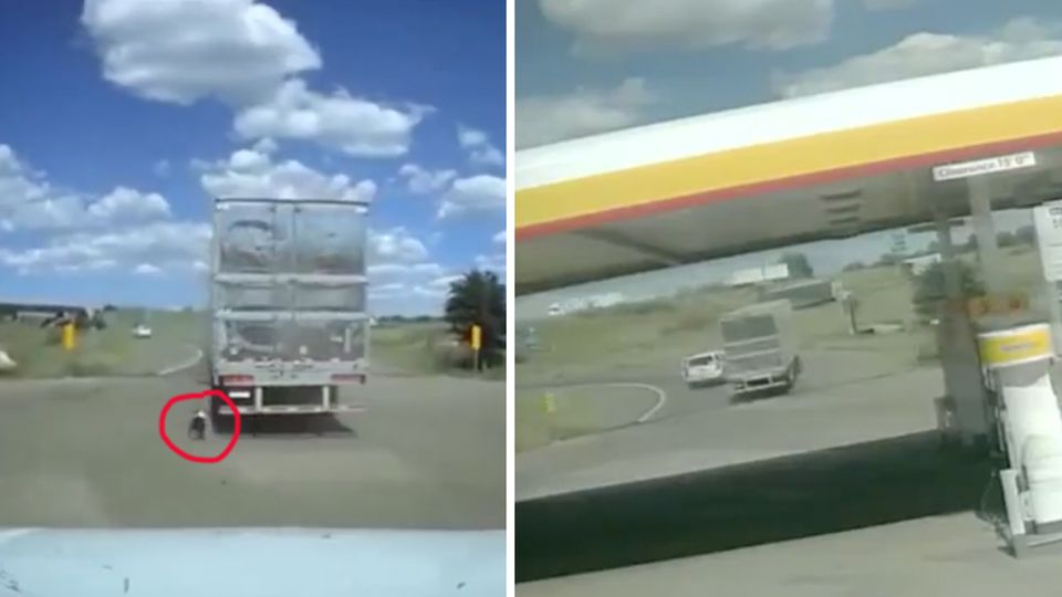 Der Hund ist an den LKW gebunden