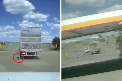 Der Hund ist an den LKW gebunden