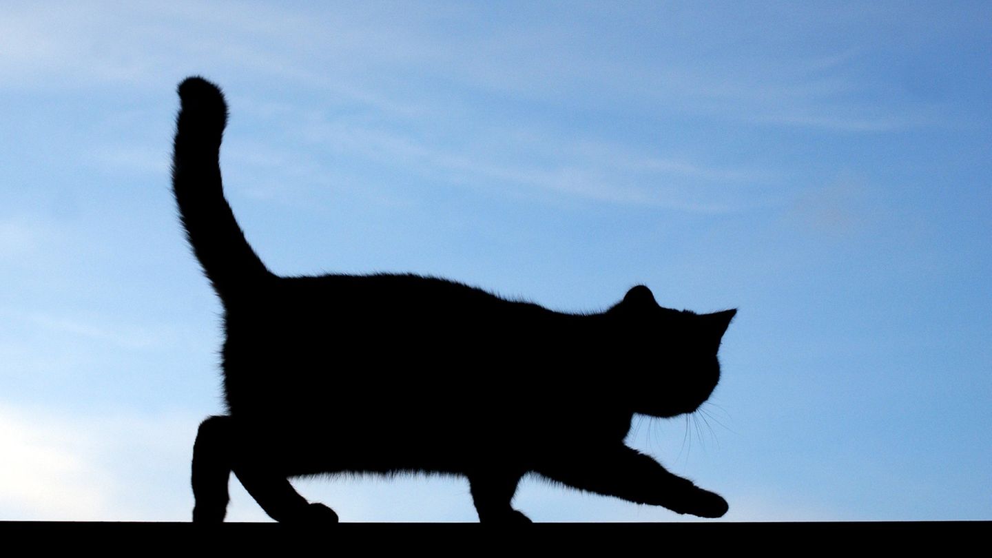 Kein Cat-Killer in Großbritannien
