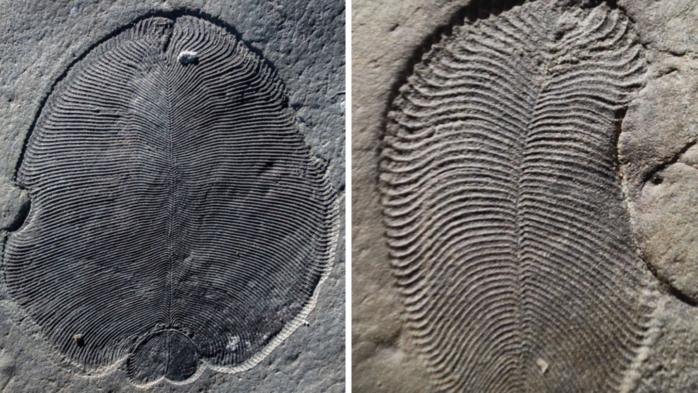 Fossil "Dickinsonia"