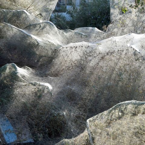 In Etoliko (Griechenland) haben Spinnen Bäume und Boote mit einem weißen Schleier überzogen