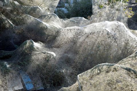 In Etoliko (Griechenland) haben Spinnen Bäume und Boote mit einem weißen Schleier überzogen