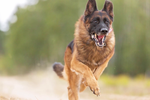 Ein Hund greift an